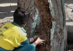 احیا و نجات درختان کهنسال محله طرشت با اجرای طرح ترمیم تنه /جوانی دوباره برای درختان کهنسال محله طرشت