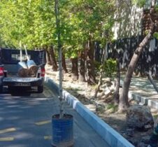 درختان بن‌بالا به خیابان ولیعصر عج؛ آمدند